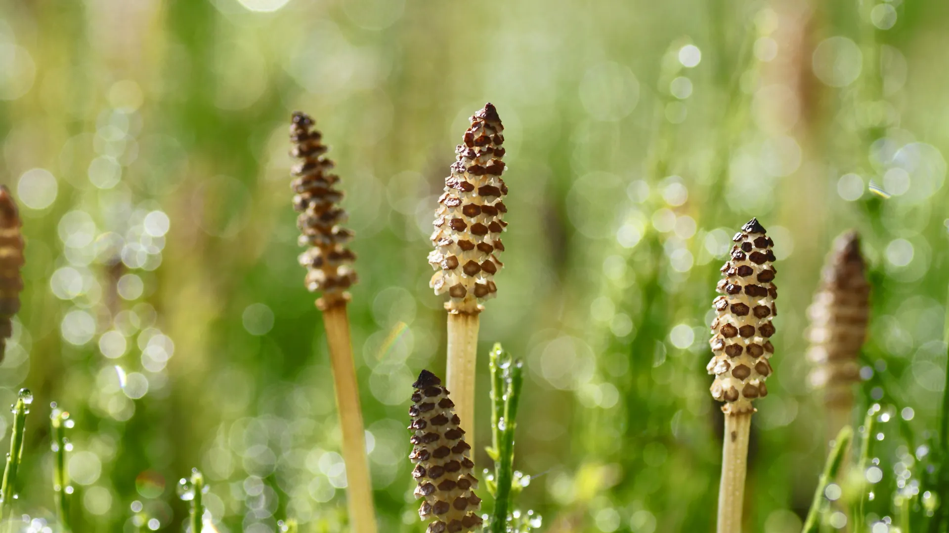Ancient Horsetail Plant Makes Alien-Like Water, Scientists Reveal